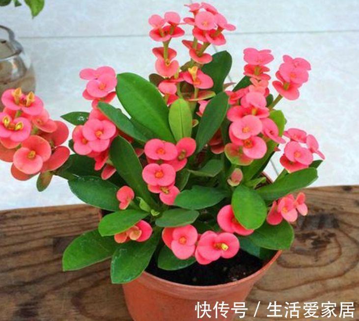 花朵|8月14日-8月29日,庭院选这几款花,花姿妖娆,花朵清新优雅