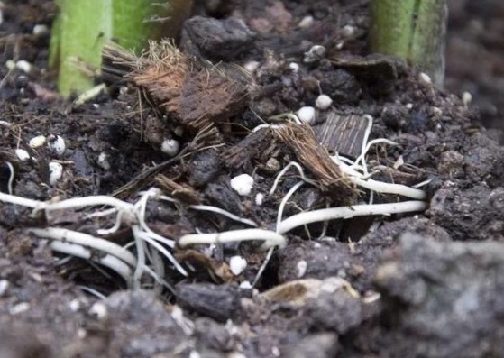 花盆里放一个小玩意,盆土常年透气不板结,盆栽长得壮开花多