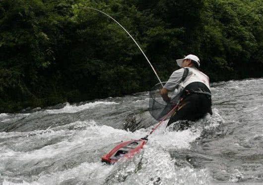 很多钓友不认识此鱼,能散发特殊香味,被市场誉为“淡水鱼之王”