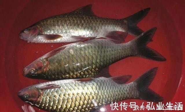 青竹鱼|草鱼和鲤鱼的后代？这种怪鱼只有西南地区才有，人称“青竹鲤”