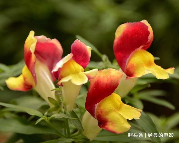 龙口花|此花因其型而得名,形态优美花色艳丽,寓意有金有余繁荣昌盛
