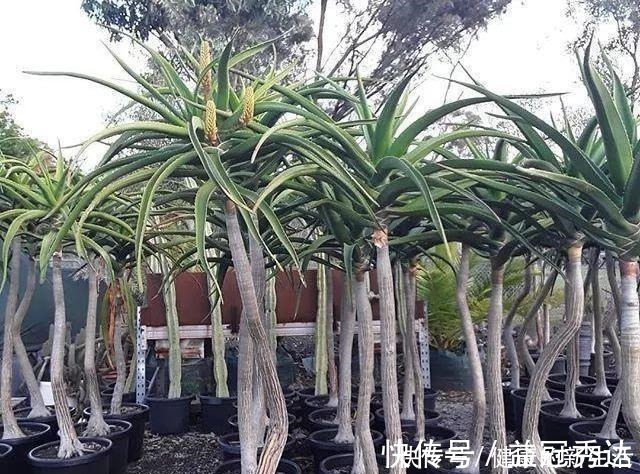 芦荟|芦荟不值钱，养成“老桩”很稀罕，叶子胶质多，越老越值钱！