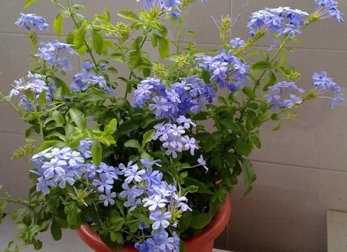 5月逛花市，捡漏很轻松，这4种花“闭眼入”，耐热抗晒开花多