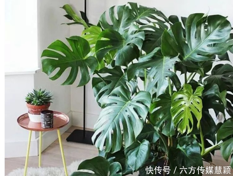 铜钱草|夏天不能缺水的5种花,越浇水长得越旺