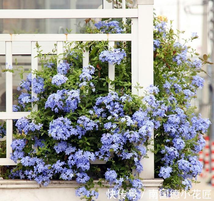 白掌|5种“漂亮花”，从来不生虫，家里干净卫生，花开不断，真省心