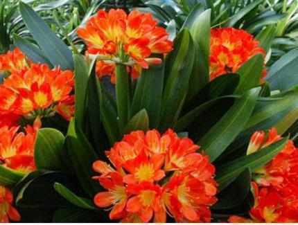 君子兰不开花盆底撒点这，一年开2次花！叶片浓绿有光泽！