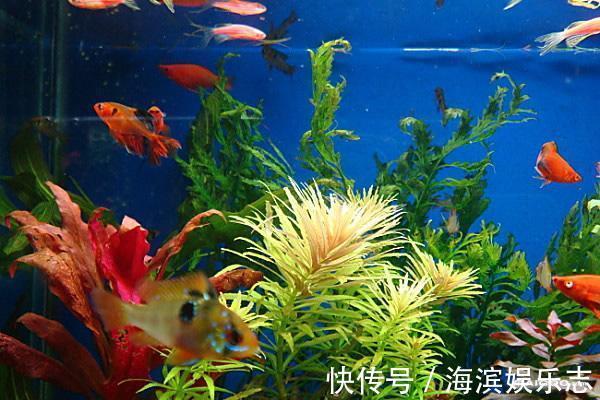 养吊兰绿萝,别光浇自来水,浇点自制“薄肥水”,一个月就爆盆