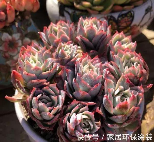 休眠期|多肉出现“三症状”,安全度夏恢复生长期,补充水肥养出好状态