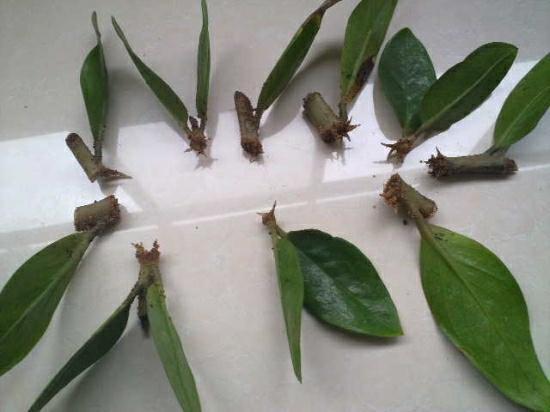 盆栽|3种“招财花”,掐个叶子养1盆,旺运又招财,日子越过越好