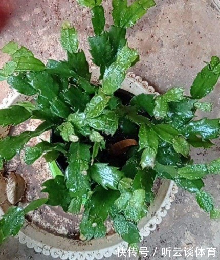 花芽|蟹爪兰长出这种叶子,立马掰掉它,嗖嗖冒花苞!