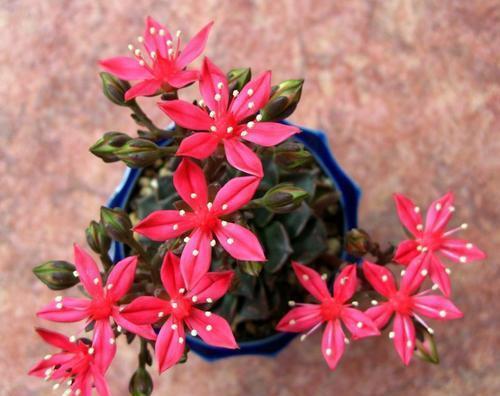 植物|此款多肉植物,冷门不受欢迎,看过它开花才后悔,原来是花仙子