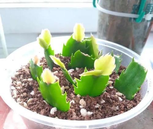 想要多养几盆蟹爪兰的扦插方法,成活率高,大家学会了吗