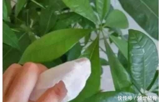 发财树黄叶就快死了，给它喝点这个，叶子很快变得锃亮