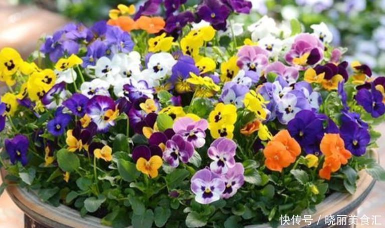 家有庭院就养4种花,夏天开正旺,花姿妖娆,四季繁花似锦,美