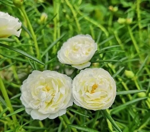 “最累”的8种花,花开连续几个月,一次开花几百朵!