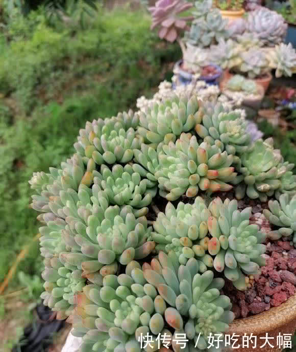 多肉|种多肉,最忌讳用大盆,“小盆种大肉”,不易腐烂,发根更快