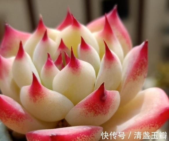 养多肉就像修炼一样,即便是普通的水蜜桃,也能绽放光彩