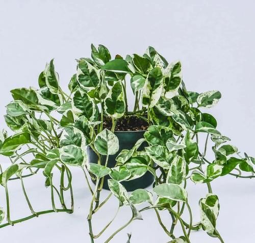 办公室的桌面上养这10植物就好打理,能舒缓压力,提高工作效率