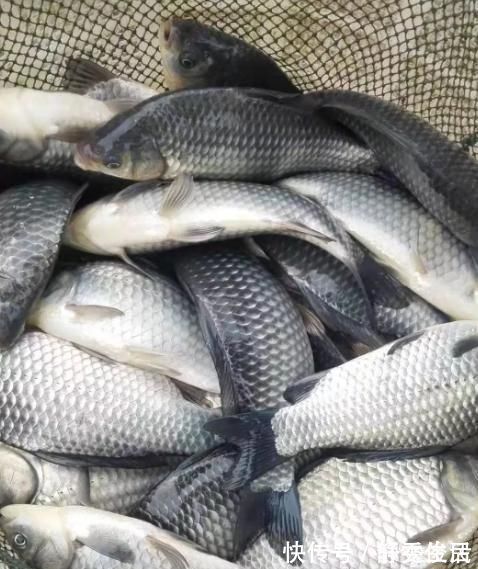 滋补|这鱼比牛羊肉还滋补,5块钱一斤无人买,清热祛湿,用来炖汤最好