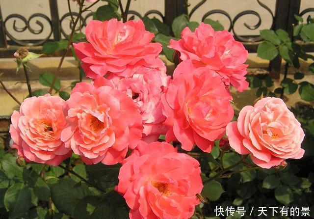 好好修剪|养这2种花要勤快点,多修剪长得更旺,剪了一茬开一茬花