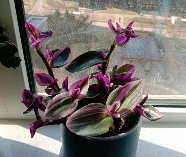 爱花就养一盆“网红吊兰”,叶片自带甜蜜梦幻,比吊兰大气上档次