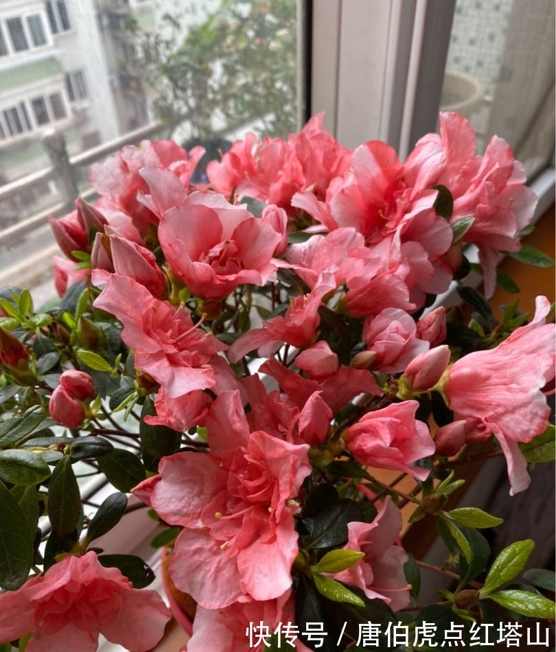 4种花颜值高,但是养护起来太难,新手最好别入!