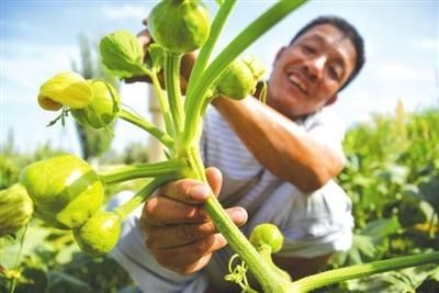 南瓜藤|这种瓜的叶子是个宝,降压、戒烟、打结石,可惜知道的人太少了