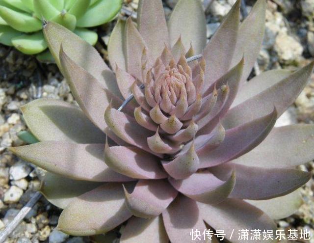 1种“无根草”,长在瓦房上,别去“拔掉”,看见要保护起来!