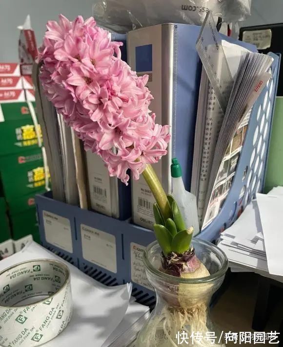 ?开春养花,8种“球茎植物”,种到盆里就开花,有手就会养