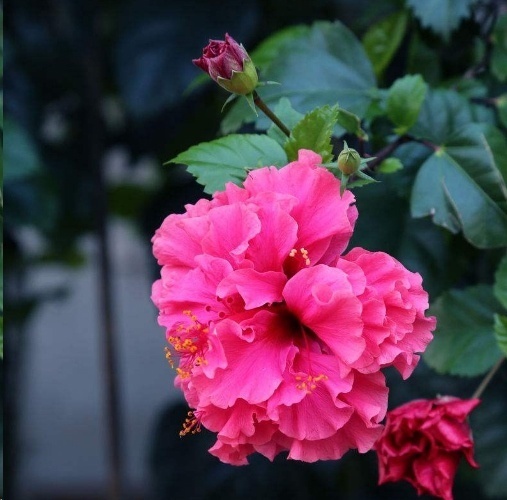 光照|7种一年四季开花的植物，阳台养一盆，天天有花看！