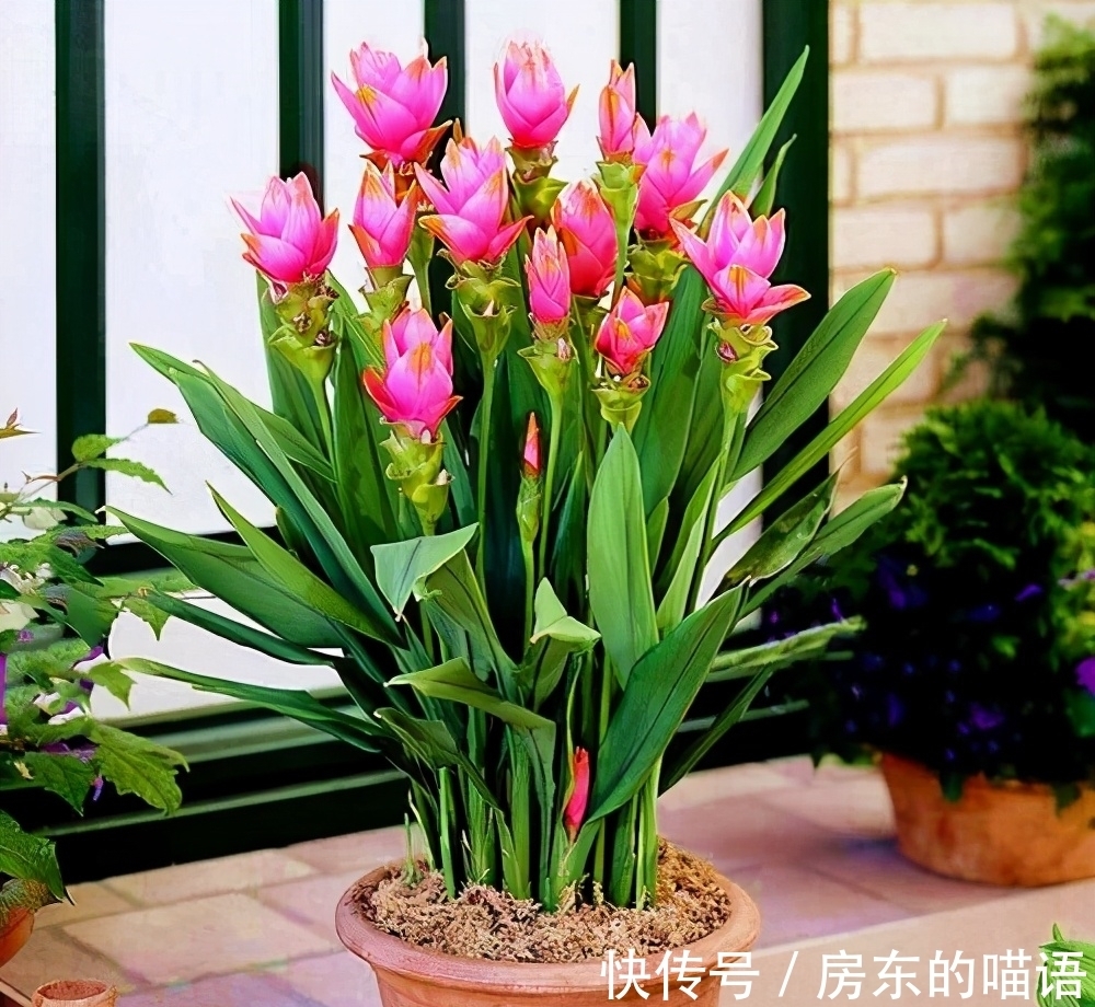 仙人球|5种“漂亮花”,喜欢毒日头,晒晒太阳,直接爆花快