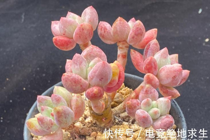 多肉红蜻蜓和蓝精灵，一个带暗纹，一个平时丑，出状态则“封神”