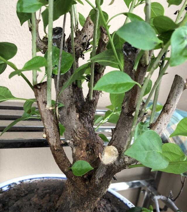 养三角梅，“撸光叶子”虐着养，25天后，又是一个“盛花期”