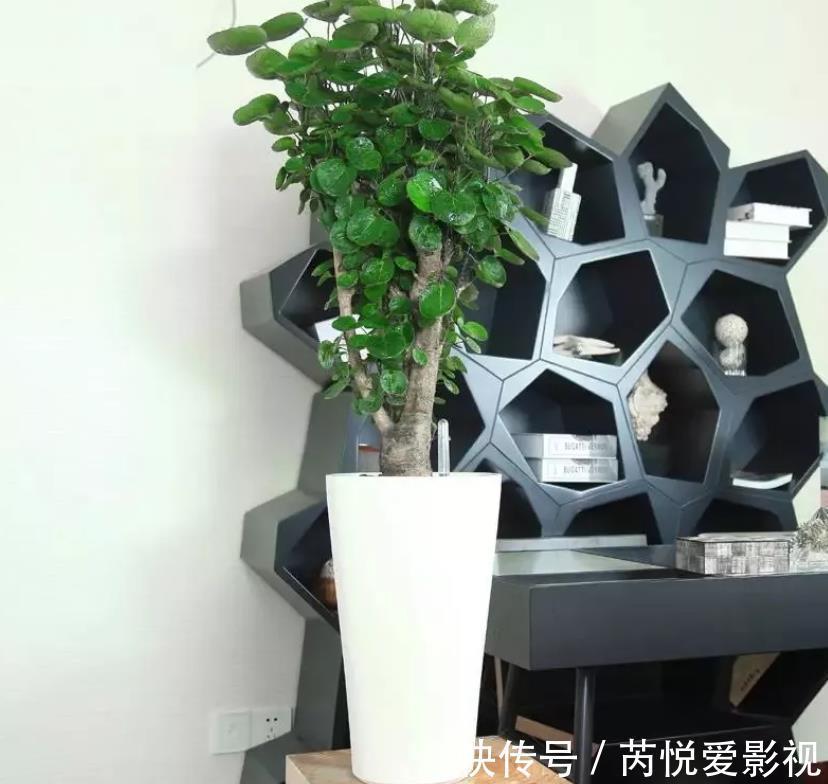 麒麟掌|建议爱花人：客厅养些“丑绿植”，好看是次要的，关键是寓意好