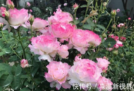 月季|4种月季花比玫瑰漂亮100倍,全年开花不断,花大多又艳,值得拥有