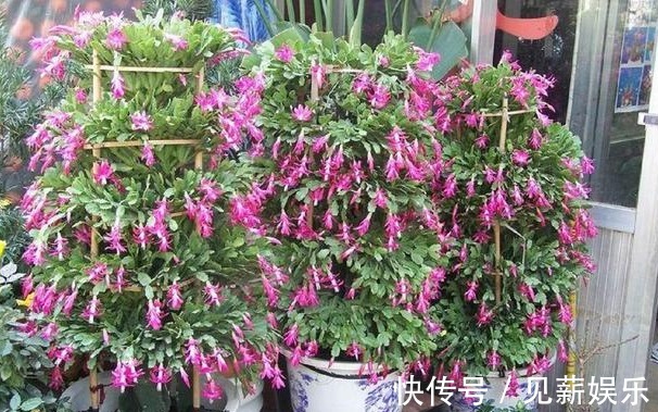 废油|吊兰、蟹爪兰养不好挖个洞,填点“料”,新芽猛窜,花朵多又艳