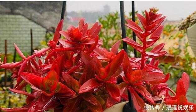 放在阳光|多肉总穿裙子,三个小动作催香气,憋白根冒侧芽,养成群生老桩