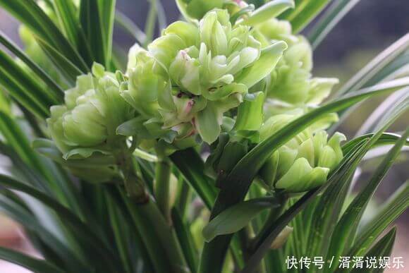 正当季|7月养兰花,教你4个妙招,不黄叶不烂根,花芽分化正当季