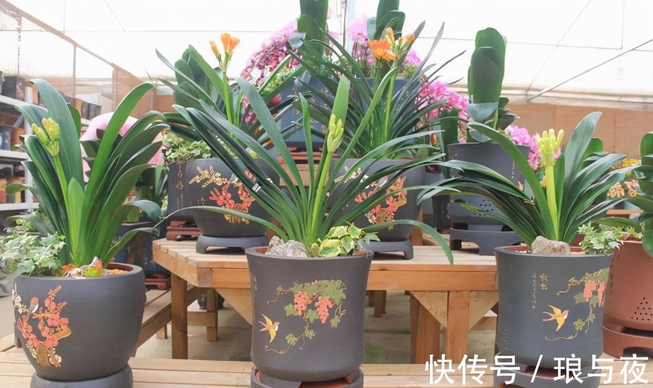 花卉|这“8种”花,最能耐寒,哪怕天气再“寒冷”,也能开花旺盛