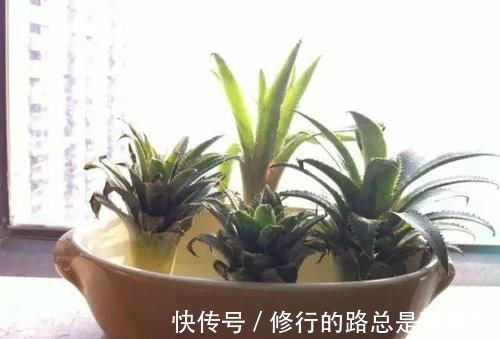 生根|吃完菠萝剩下的叶冠不要丢了，泡水里能生根，还能养成盆栽
