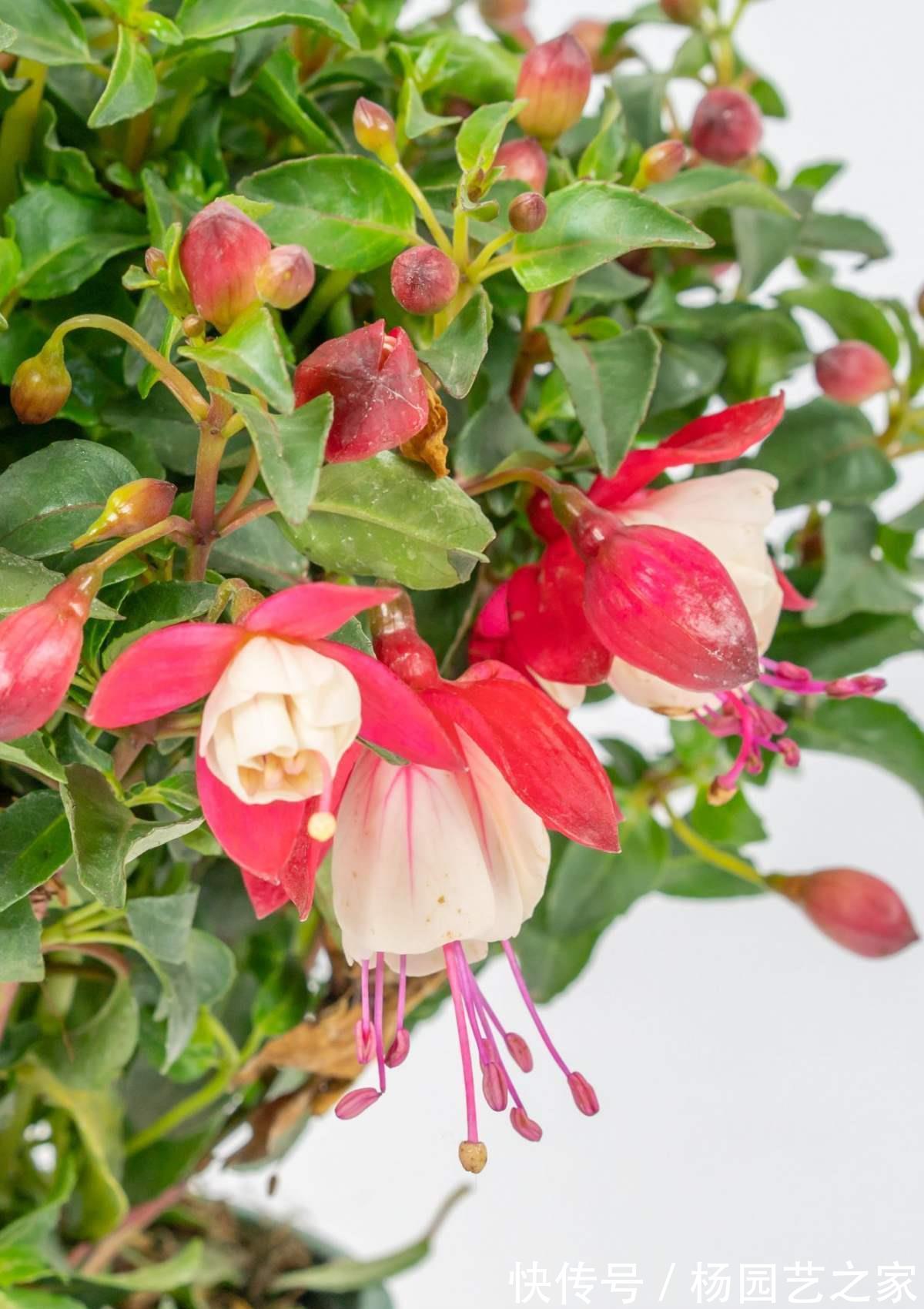 倒挂金钟|倒挂金钟夏天养不活？是你方法不对，注意温度，安稳度夏