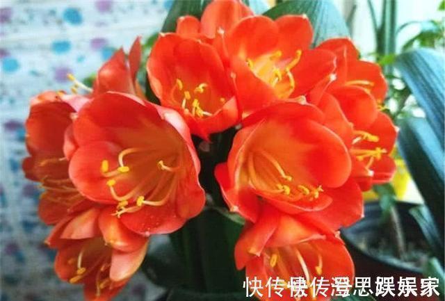 换盆|给君子兰换盆，“这点”要知道，不然不长不开花，让你“干着急”