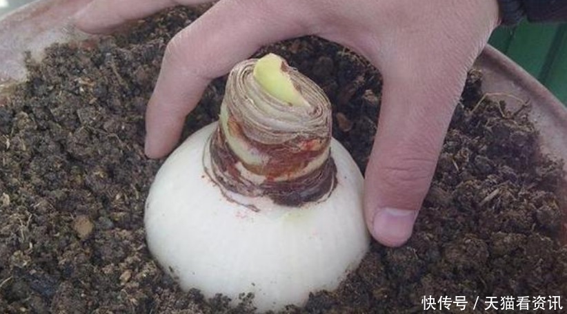花盆|“2种”种球埋土里5天发芽,40天就开花,花苞又大又艳!