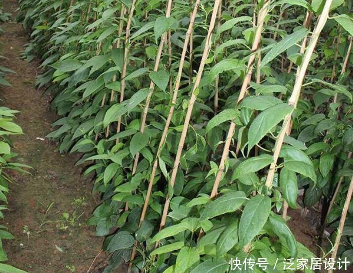 院子别只养花，栽些果树，好看好养活，家有院子的福音