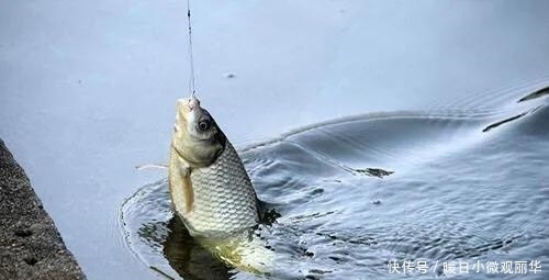 夏天|夏天钓鱼钓深还是钓浅,钓远还是钓近?看完你就明白了
