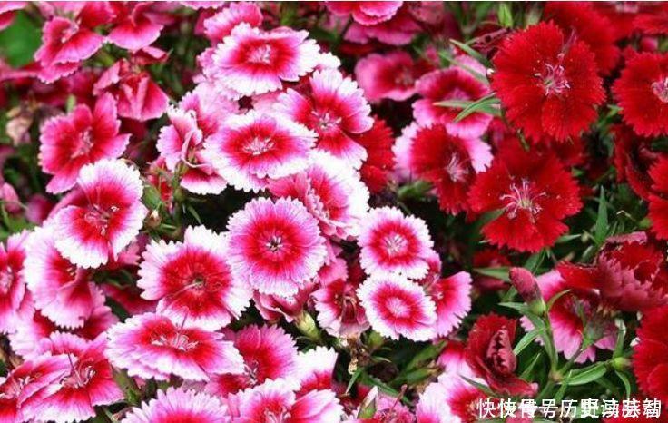 养人|4种花好养易活,旺财又养人,家里养一盆,满屋飘香