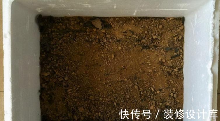花土|解锁泡沫箱新去处:拿来养花,经济环保又实用