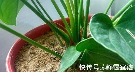 小玩意|花草长了虫，用家里一些小玩意，一喷就消灭光，药都不用买！
