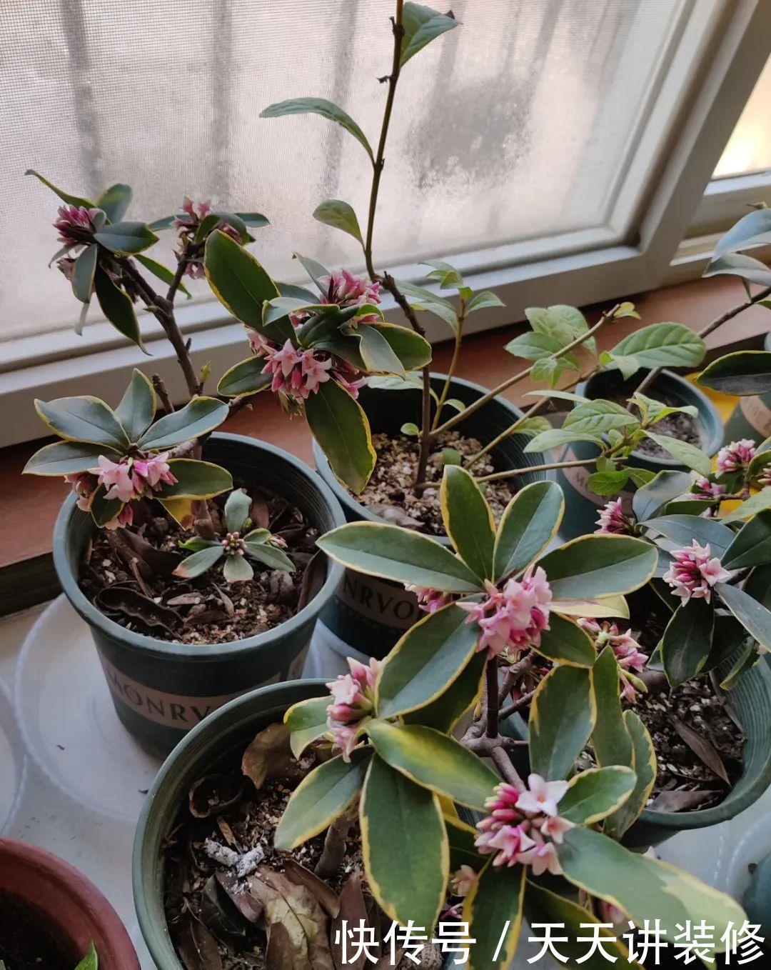 5种花比茉莉还香,越冷越爆盆,满屋子香味,现在买过年开花