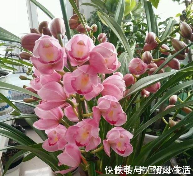 漂亮|5种花美的出奇,开花爆盆很简单,满树都是花朵,漂亮极了